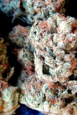 420 Glue Marijuana Strain