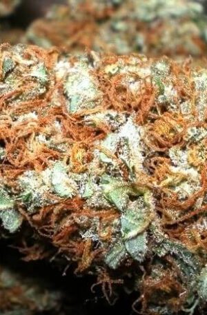 5th Element Weed Strain