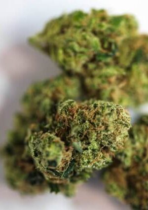 7-Way Cannabis Strain