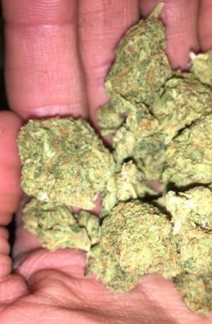 AK-47 Marijuana Strain