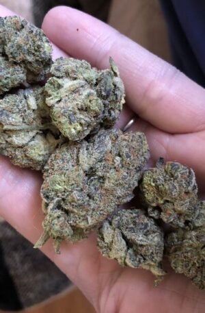 Animal Crackers Marijuana