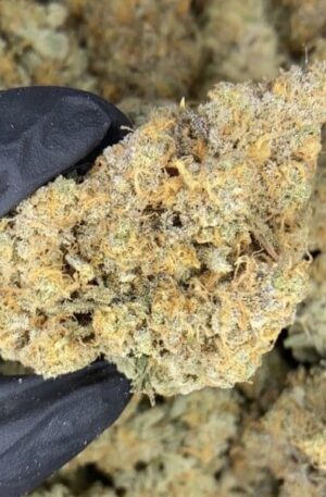 Bacio Gelato Weed Strain
