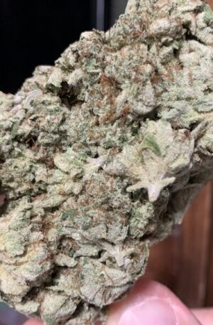 Biscotti Medical Marijuana