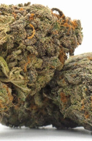 Black Gorilla Marijuana Strain