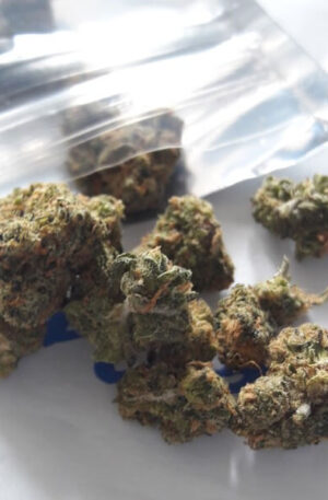 Blue Cookies Weed Strain