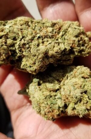 Blue Dream Weed Strain