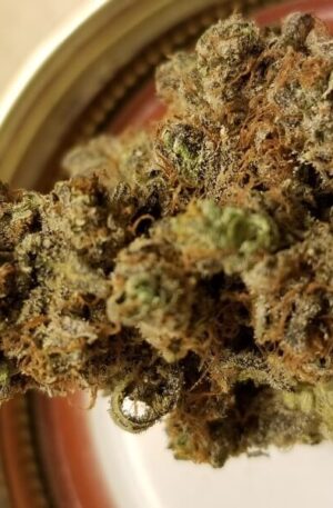 Bordello Weed Strain