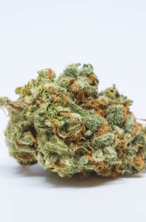 Cheese N Chong Strain