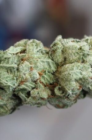 Chiquita Banana Weed Strain