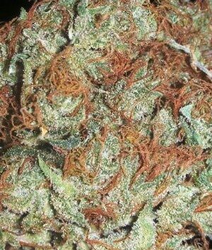 Chocolate Diesel Weed Strain