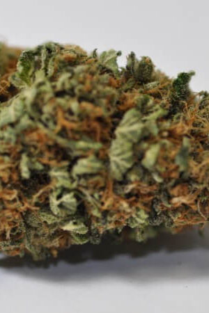 Creme Brulee Marijuana Strain