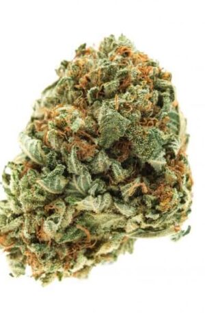 Critical Kush Weed Strain