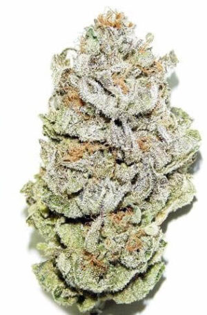 Dragon Fruit Marijuana