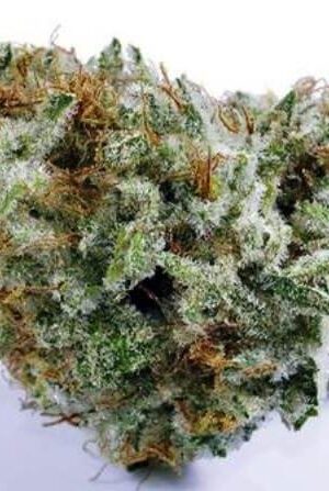 Future Medical Marijuana