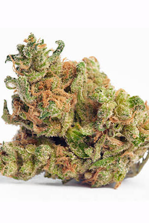 G-13 Medical Marijuana Strain