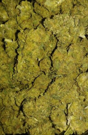 GSC Marijuana Strain