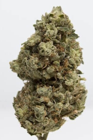 Garlic Cookies Weed Bud