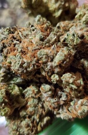 Gas Indica Strain