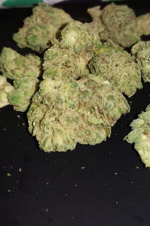 Gorilla Glue 4 Strain