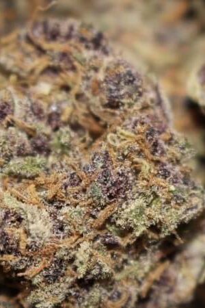 Gorilla Grapes Marijuana Strain