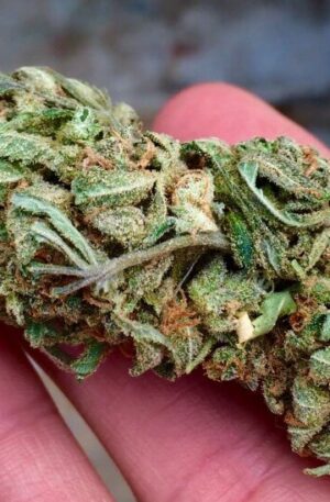 Green Dragon Weed Strain