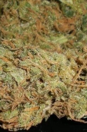 Kona Gold Weed Strain