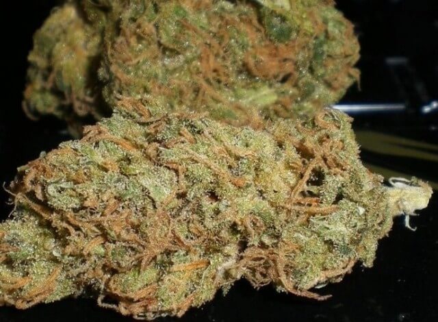 Kona Gold Weed Strain