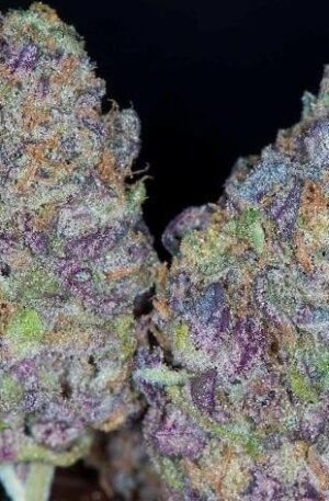 Montana Silver Weed Strain