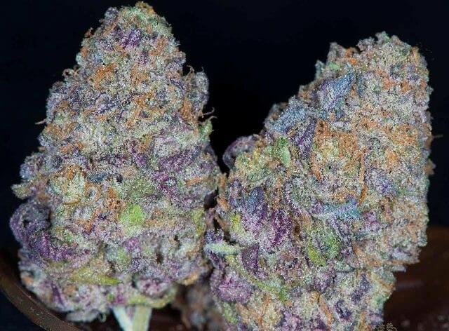 Montana Silver Weed Strain