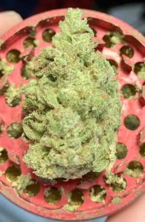 Motorbreath Cannabis Strain