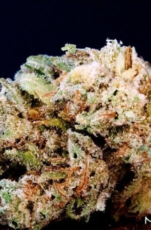 Northern Lights Marijuana