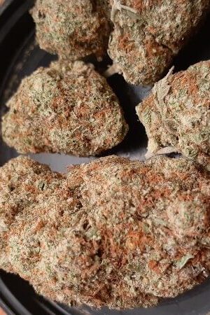 Orange Sherbet Weed Strain