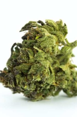 Panama Red Weed Strain