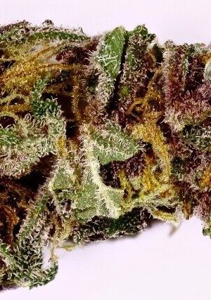 Purple Cream Weed Strain