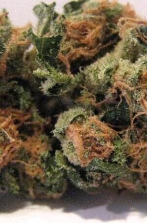 Red Lion Weed Strain