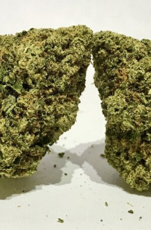 Samoa Marijuana Strain