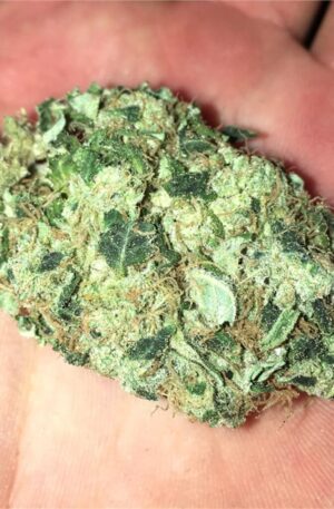 Shark Bite Weed Strain