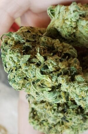 Sour Banana Sherbet Marijuana