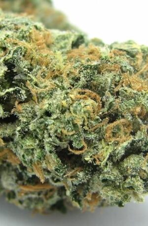 Sunset Sherbet Weed Strain