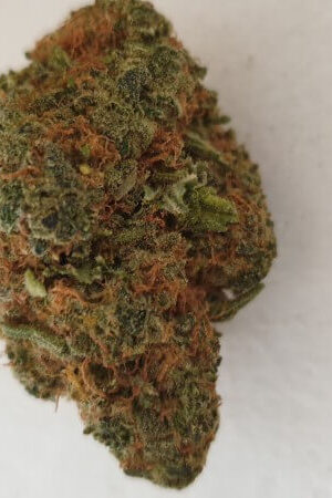 Tangerine Dream Marijuana