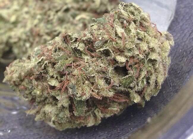 Thai Stick Weed Strain
