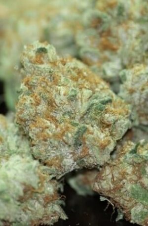 Valley Girl Hybrid Strain