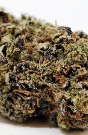 Versace Marijuana Strain