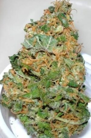 Washington Apple Medical Strain