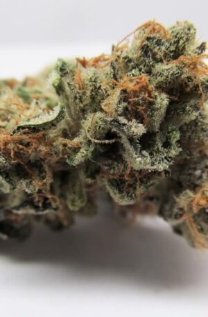 White Fire Alien OG Strain