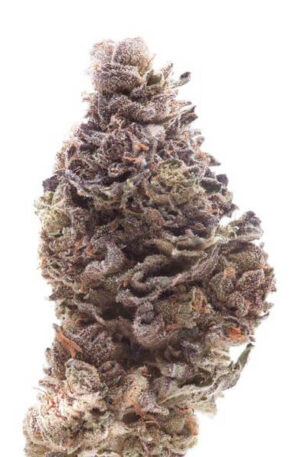 Wounded Warrior Weed Strain