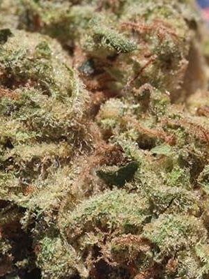 Zkittlez Marijuana Strain
