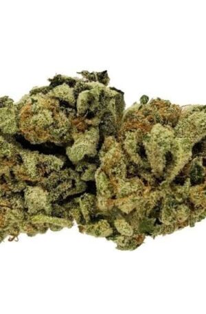 Biscotti Gushers Strain UK