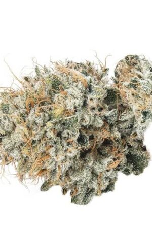 Casino Kush Weed Strain