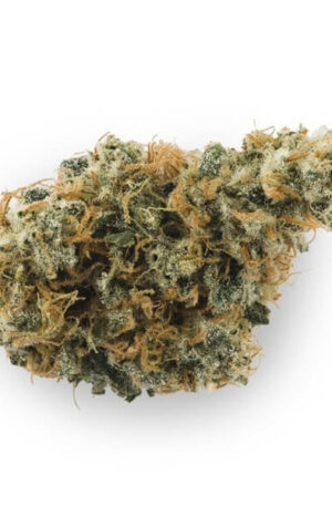 Catholic School Girl Strain UK